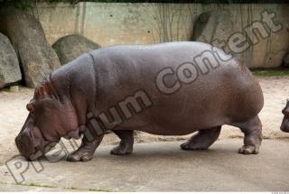 Hippo 0073